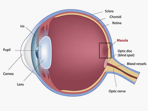 Age Related Macula Degeneration