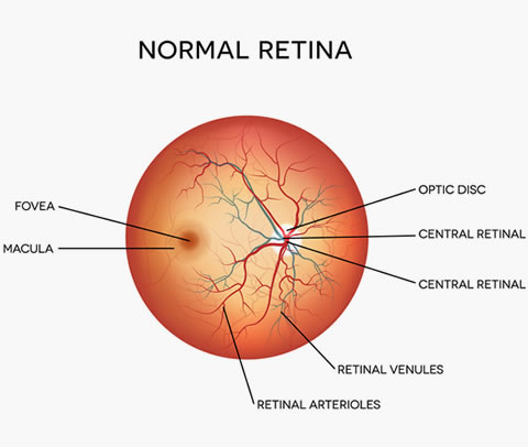 Normal Retina